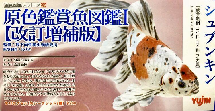 ヤナギデメキン 原色鑑賞魚図鑑 シークレット ヤナギデメキン 原色鑑賞魚図鑑 シークレット