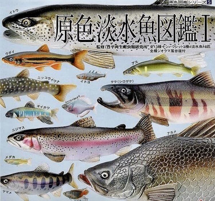 Yujin 原色淡水魚図鑑I 原色淡水魚圖鑑I Part 1 (全套13隻附單色石 