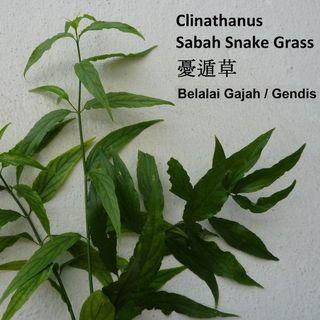 Sabah Snake Grass Gardening Carousell Singapore