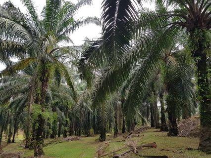 Tanah Kebun Sawit untuk dijual di Rantau, Negeri Sembilan