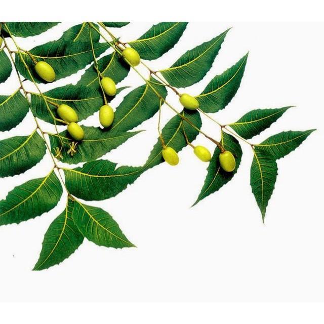 Daun Semambu Segar Daun Demam Campak Daun Neem Home Furniture Gardening On Carousell