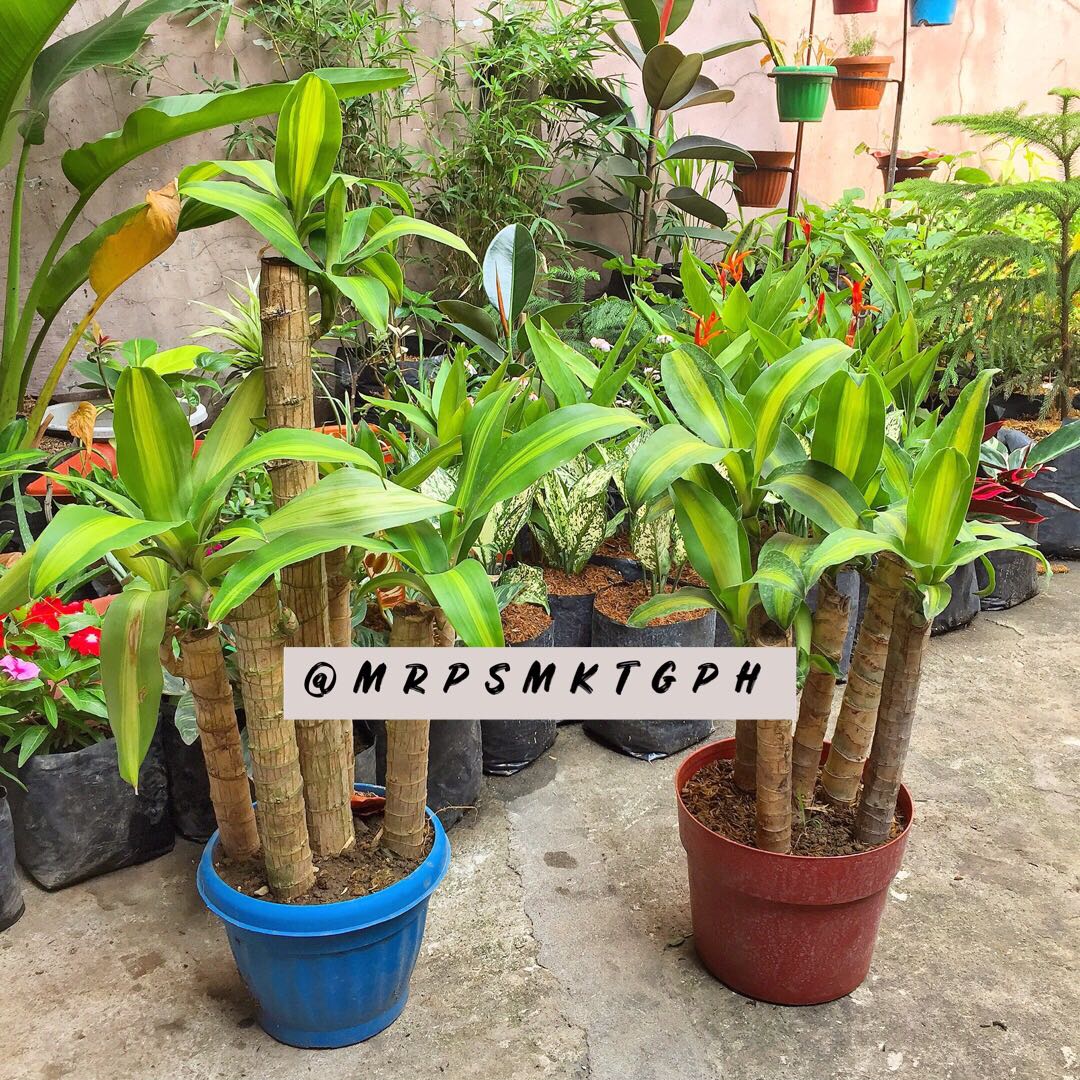 Fortune Plant, Furniture & Home Living, Gardening, Plants & Seeds on