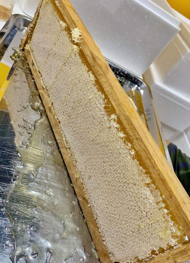 Honey comb ~free delivery~