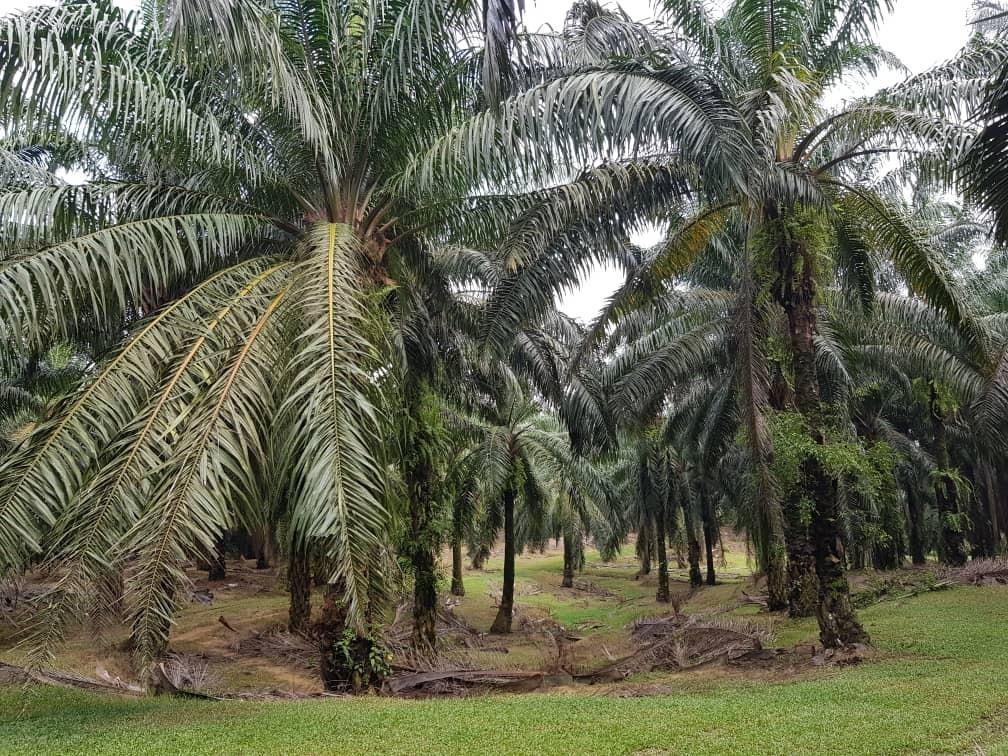 Tanah Kebun Sawit Untuk Dijual Di Rantau Negeri Sembilan Property For Sale On Carousell