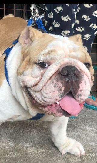 English Bulldog Stud Lifestyle Services Pet Care Services On Carousell