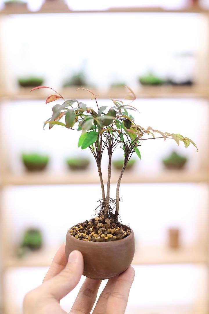 日本南天竹盆栽 傢俬 家居 Gardening Plants Carousell