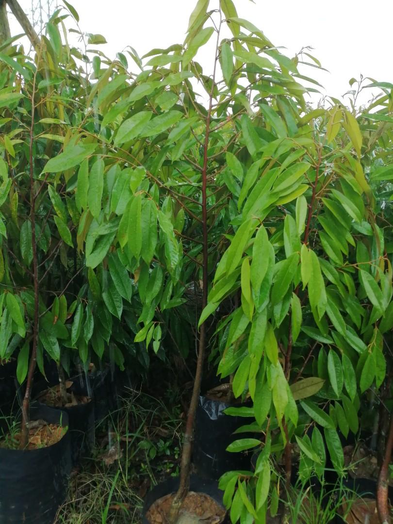 Anak Pokok Durian Musang King Everything Else Others On Carousell