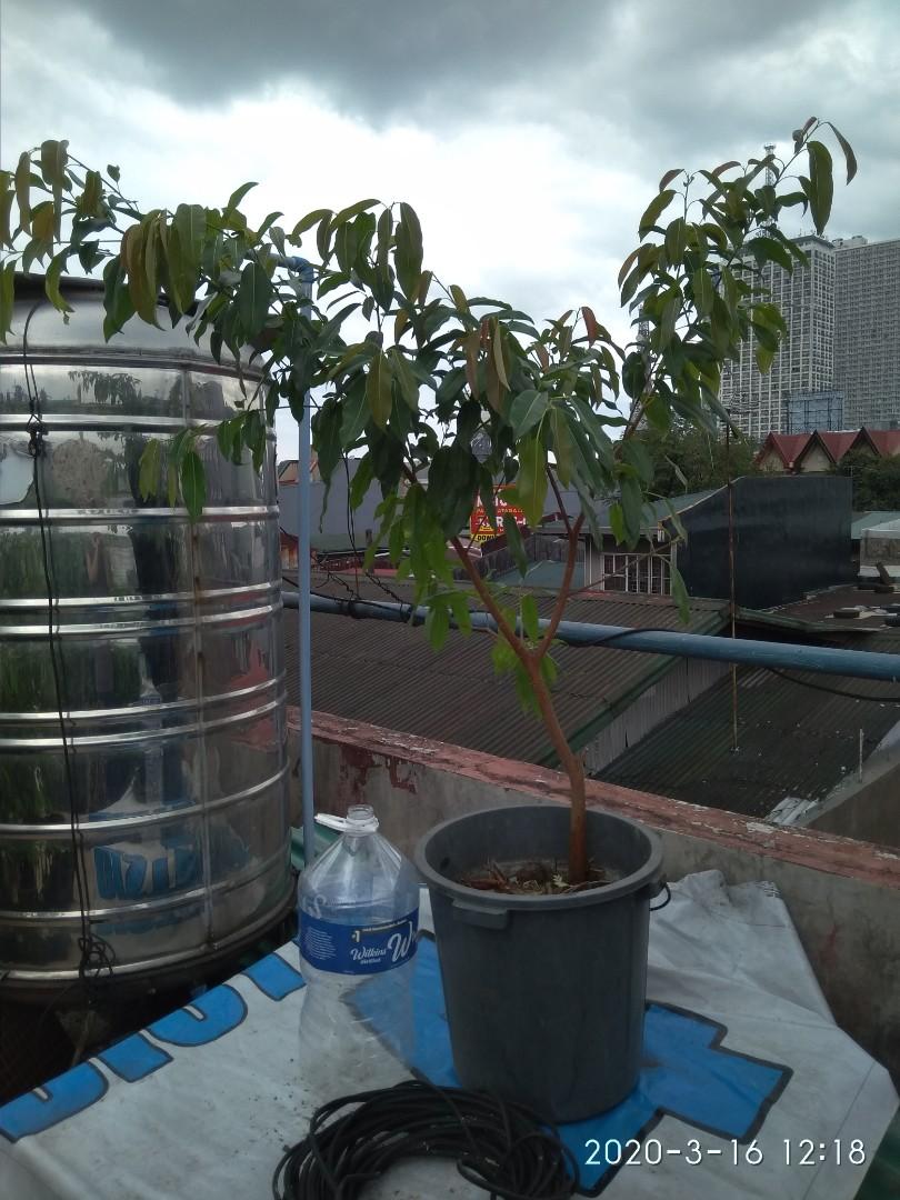 Balete Tree Bonsai Gardening Flowers Plants On Carousell