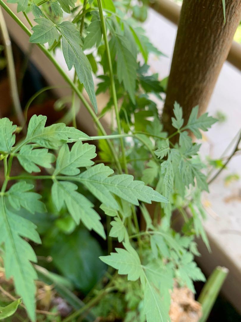 Cardiospermum Halicacabum Balloon Vine ம டக க த த ன Gardening Plants On Carousell