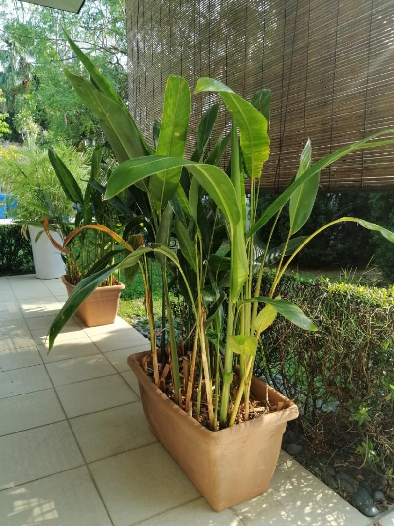 Heliconia densiflora fire flash, Furniture & Home Living, Gardening