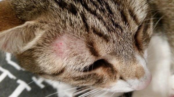 Pet Q A Corner Cat Kitten Hair Loss Alopecia Pet Supplies For