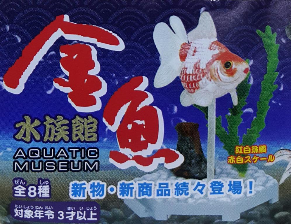 Aquatic Museum 金魚水族館紅白珠鱗包金碟尾龍精紅帽 鶴頂紅 紅白蘭壽紅獅朱文金紅水泡魚紅白朝天眼扭蛋套裝