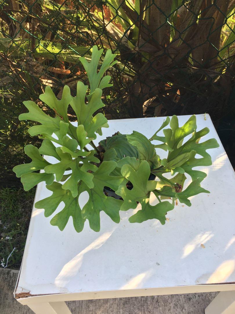 Staghorn Fern Platycerium Ridleyi Gardening Plants On Carousell Staghorn Fern Platycerium Ridleyi Gardening Plants On Carousell
