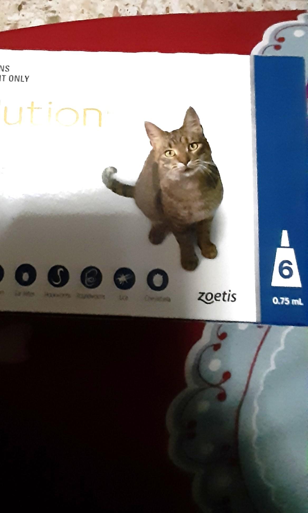 Revolution For Cats Pet Supplies For Cats Health Grooming On