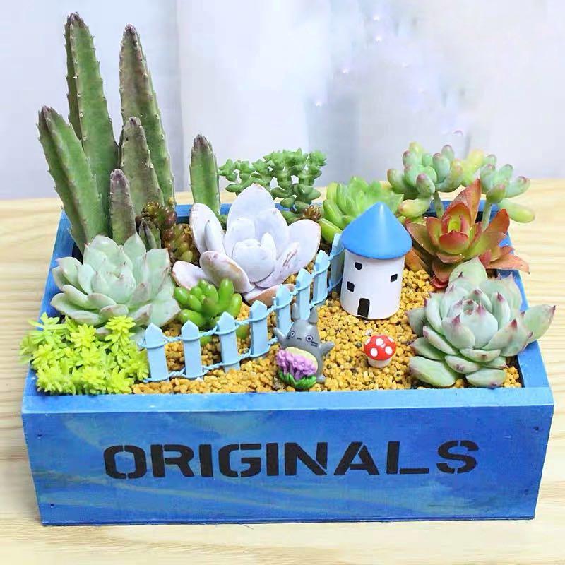 Succulent Miniature Garden Set 9 