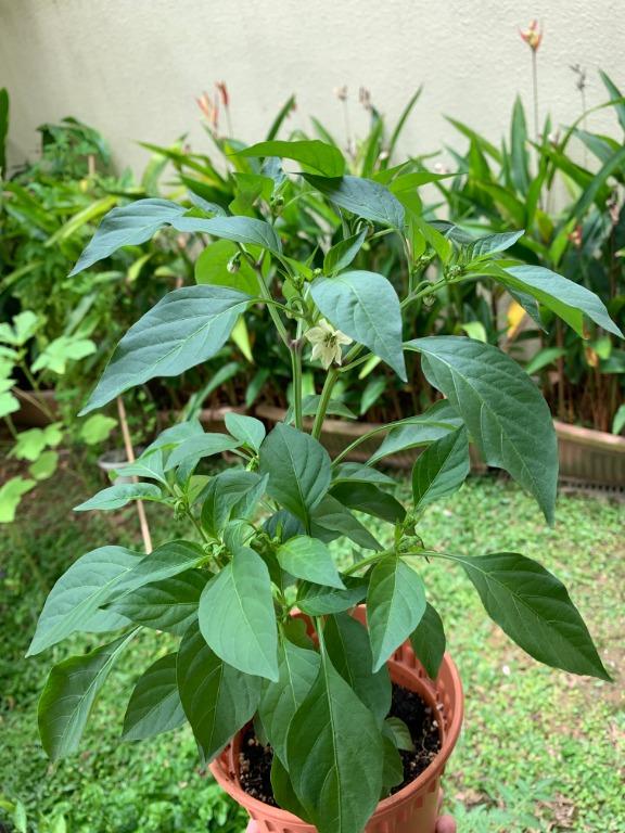 Mini Chocolate Bell Pepper Pot Size 15 Cm Dia Gardening Plants On Carousell