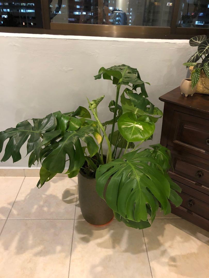 Monstera (Category: Artificial Plants & Flowers) located in Singapore. Submitted by ngayla5 (Listing ID 284197819, Image 3). Description: .