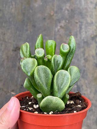 三吋多肉植物_史瑞克