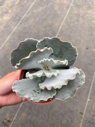 三吋多肉植物_銀波錦
