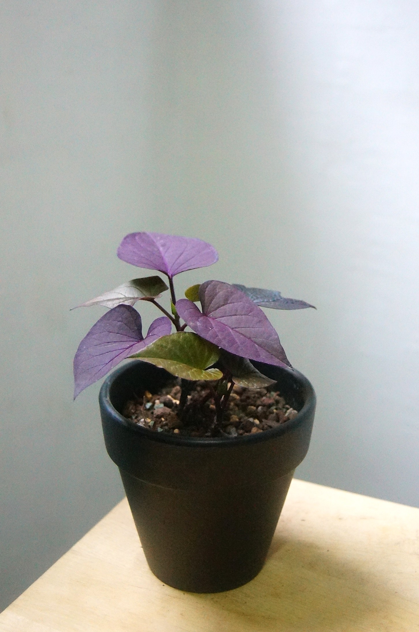 稀有) 紫地瓜葉 連盆15cm(H) 觀賞植物  盆栽 Plants flower 植物 耐熱 可曬