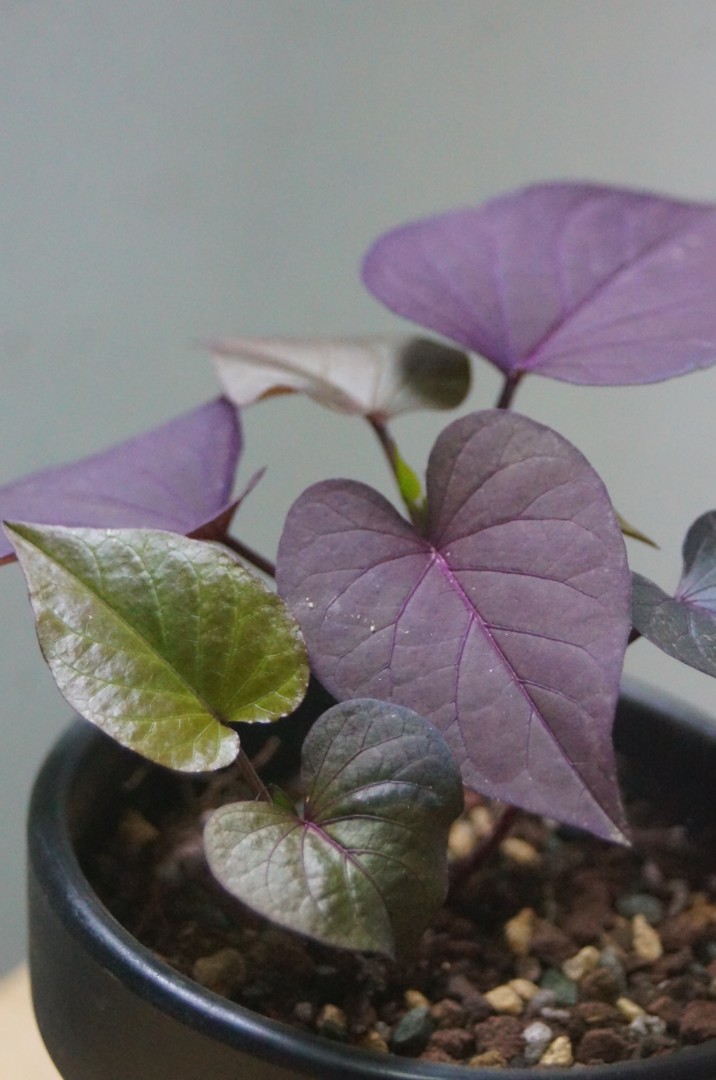 稀有) 紫地瓜葉 連盆15cm(H) 觀賞植物  盆栽 Plants flower 植物 耐熱 可曬