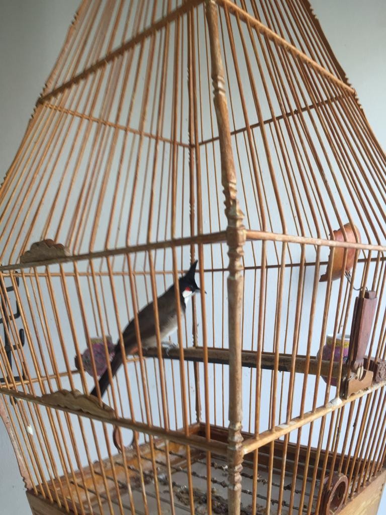 Jambul Cage with Old Bird Can Fight Can Jali, Pet Supplies, Homes