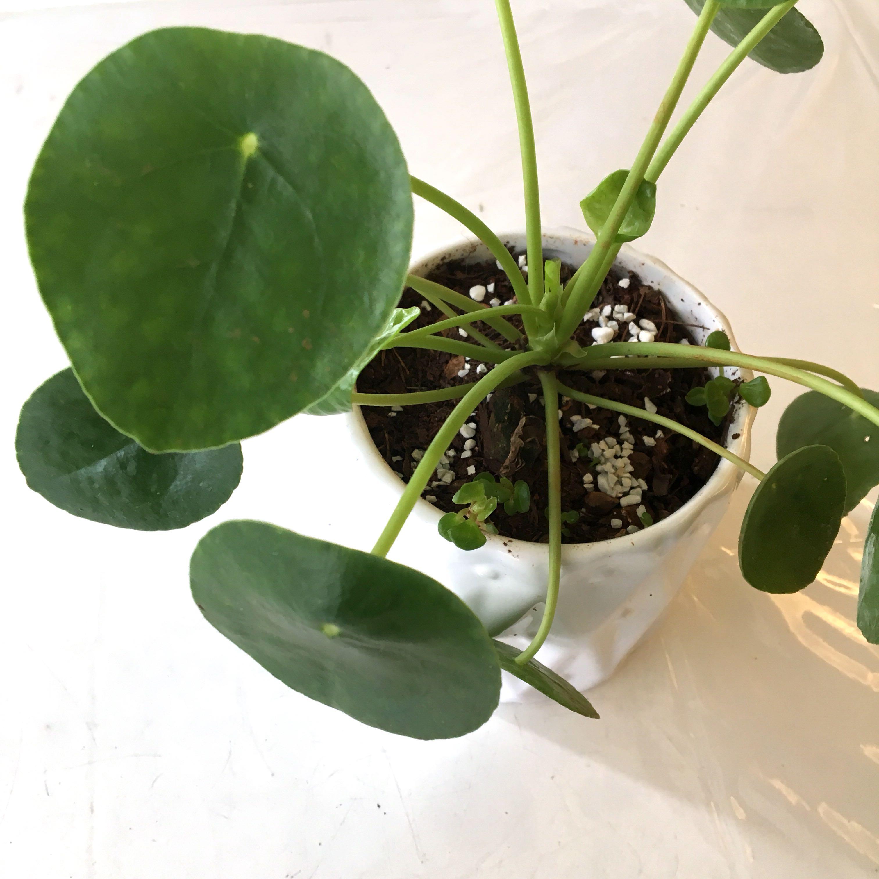 Plant - Pilea Peperomioides Chinese Money Plant pancake plant, UFO ...