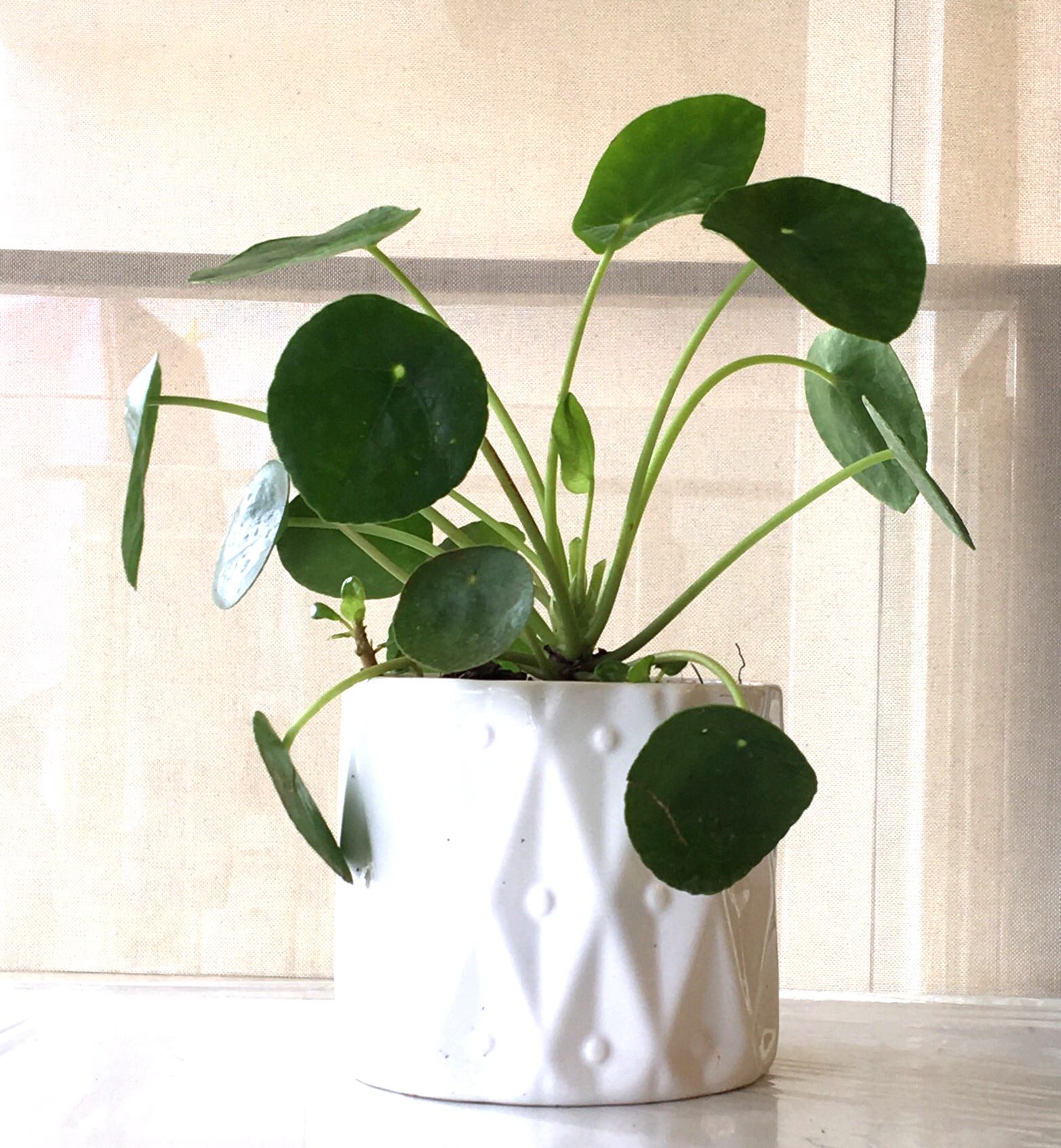 Pilea Peperomioides Sugar, Pianta Da Interno Rara, Pianta Dei Soldi Cinese, Con Foglie A Motivo Argentato, In Vaso, Altezza Variabile