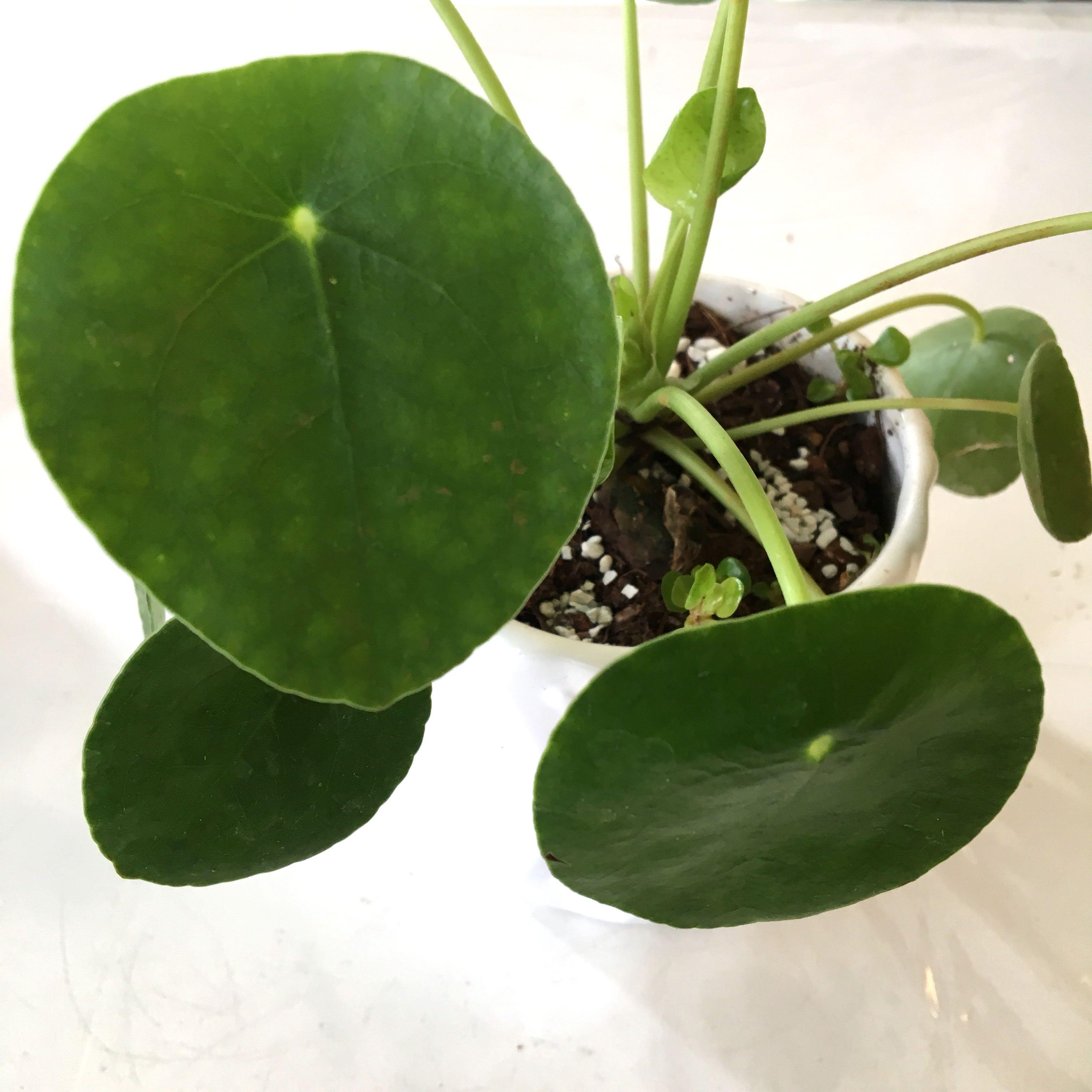 Plant - Pilea Peperomioides Chinese Money Plant pancake plant, UFO ...
