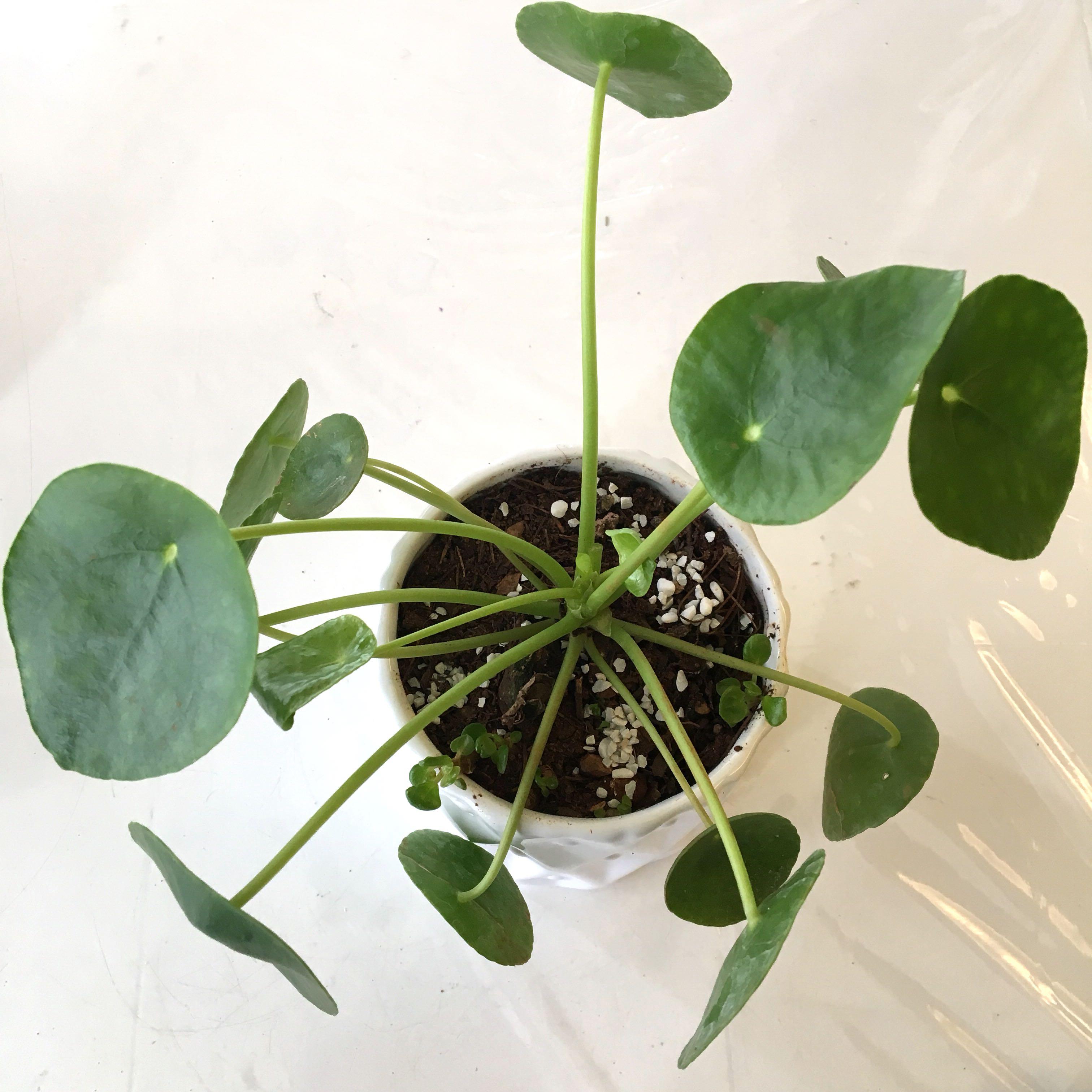 Plant - Pilea Peperomioides Chinese Money Plant pancake plant, UFO ...