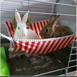 Rabbit Hammock 1 for $8 or 2 for $10 Free One