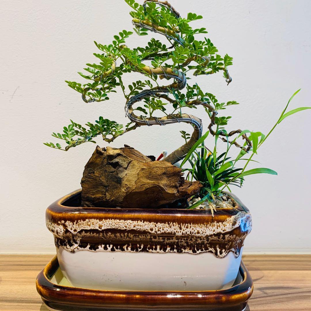 Thailand) Feroniella Lucida Bonsai [VER 2], Furniture & Home Living,  Gardening, Plants & Seeds on Carousell