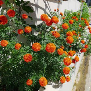 Orange Marigold Seeds