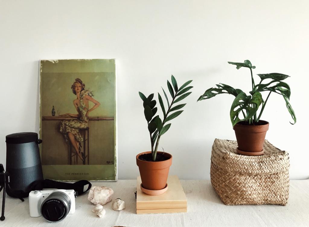 2 Clay Pots Saucers Plants 25 Indoor Plants Houseplants Home Decoration Gardening Plants On Carousell,Chocolate Cake Decoration At Home Without Cream