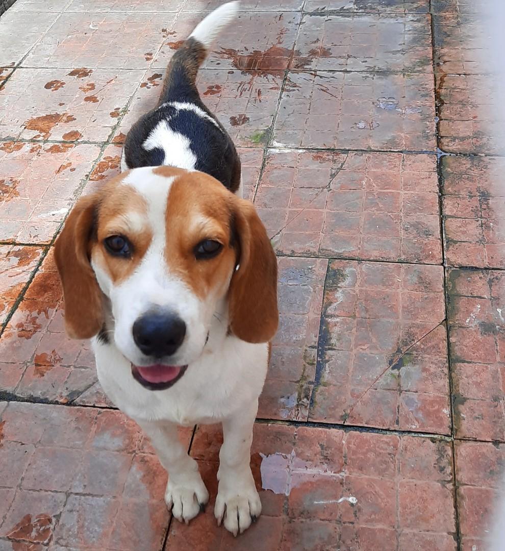 Anjing Beagle Perlengkapan Hewan Aksesoris Hewan Di Carousell