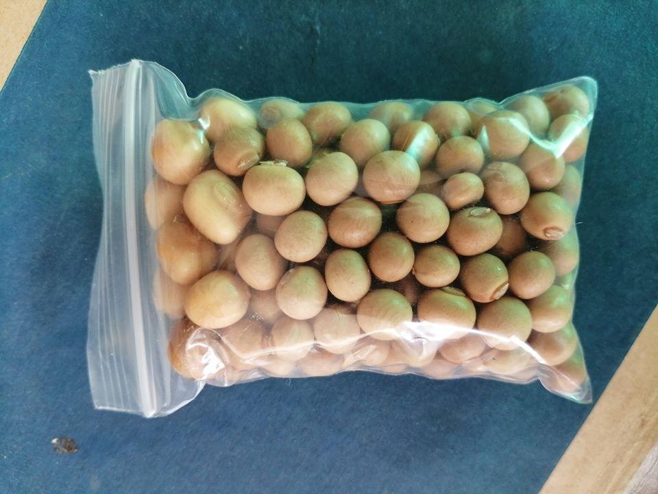 Benih Kacang Botol, Home u0026 Furniture, Gardening on Carousell