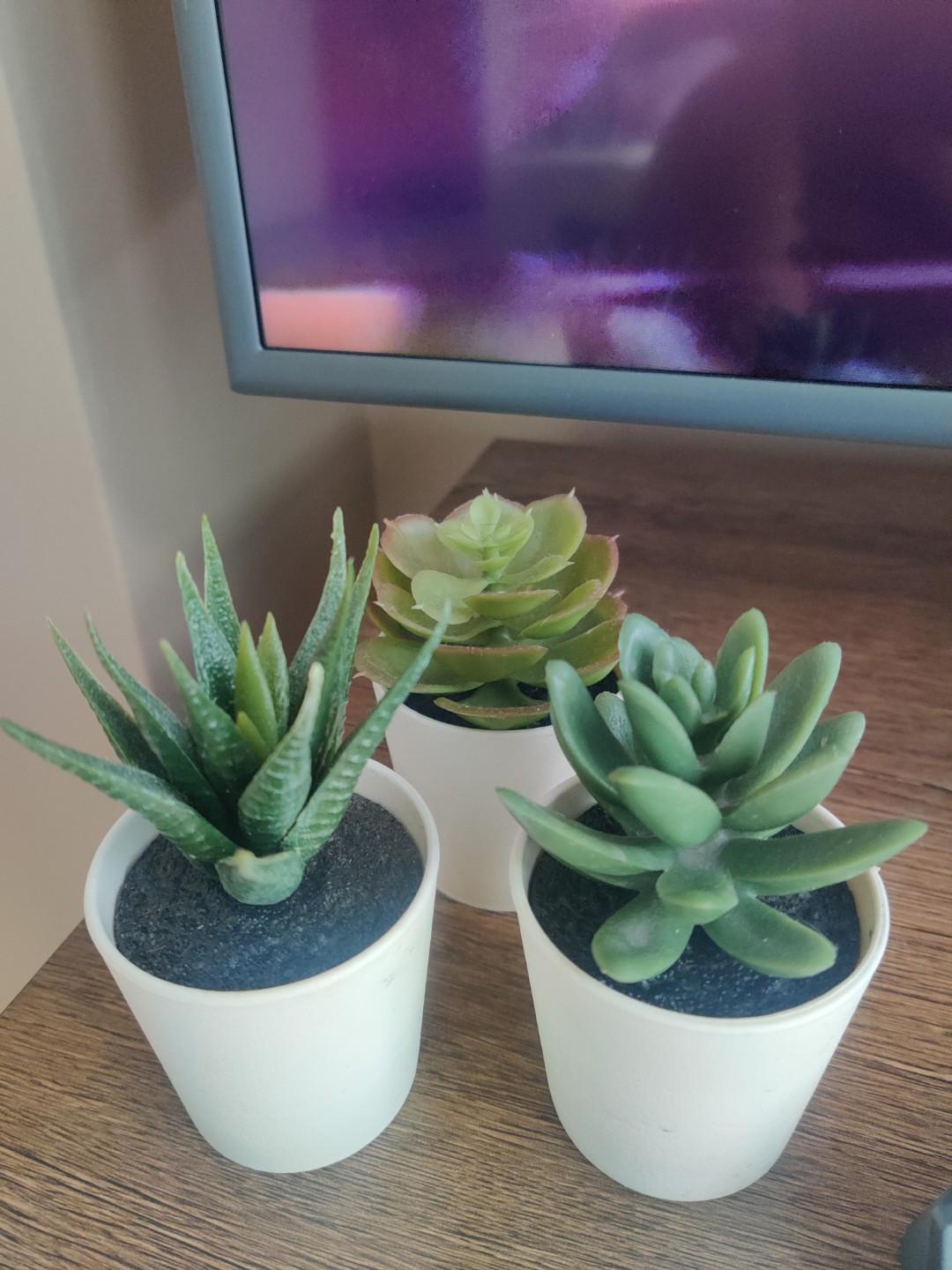 Ikea Succulent Fejka Gardening Plants On Carousell