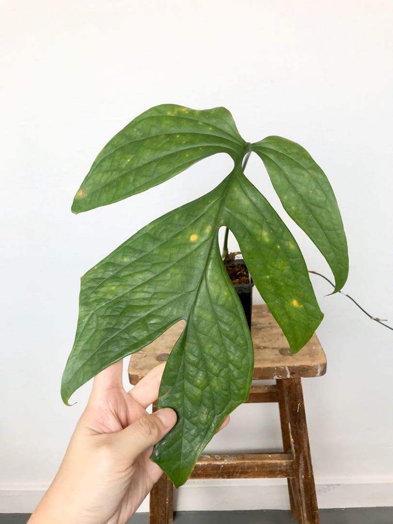 Discount C Amydrium Medium Gardening Plants On Carousell