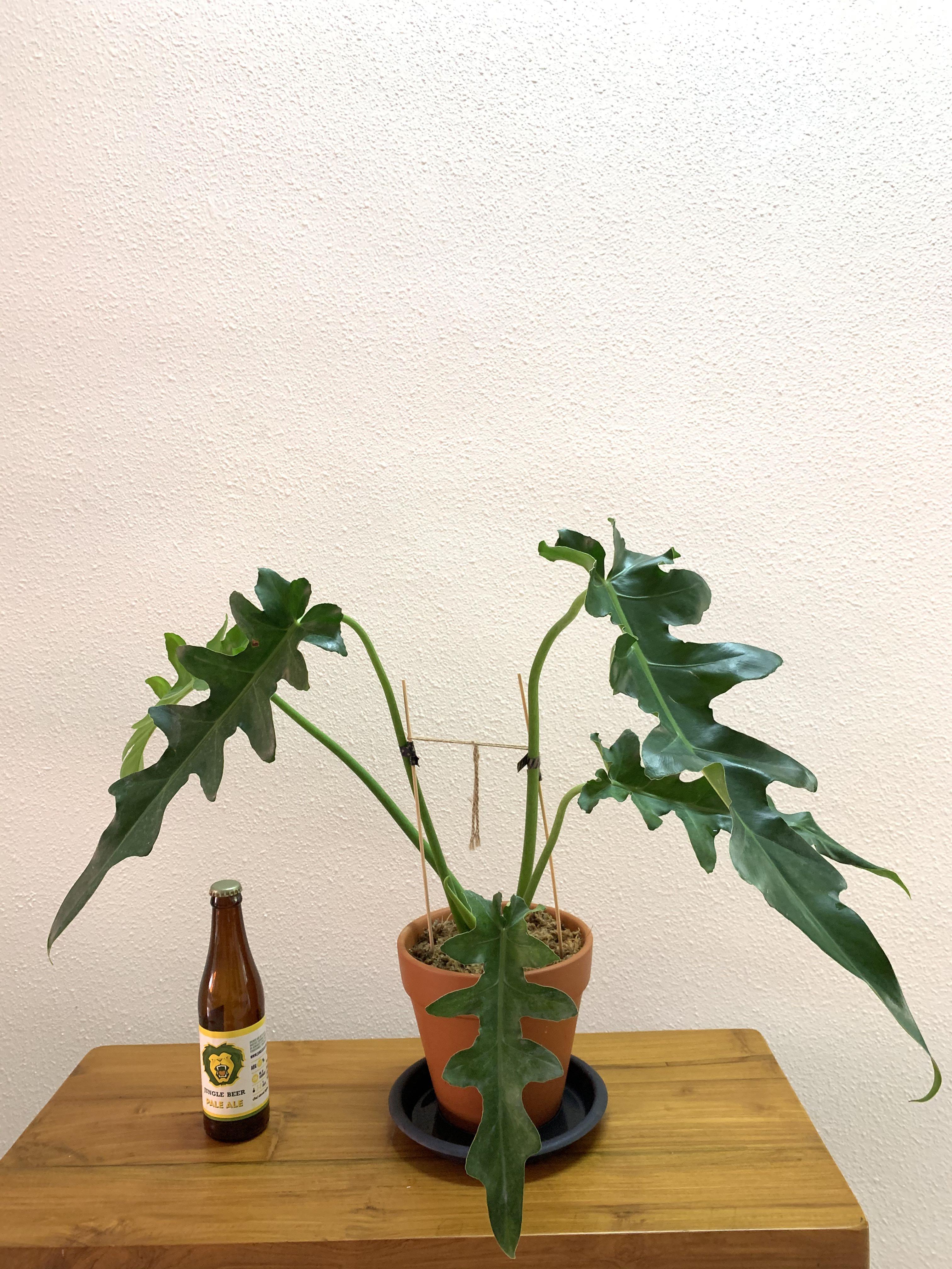 Philodendron Bob Cee Furniture Home Living Gardening Plants Seeds On Carousell