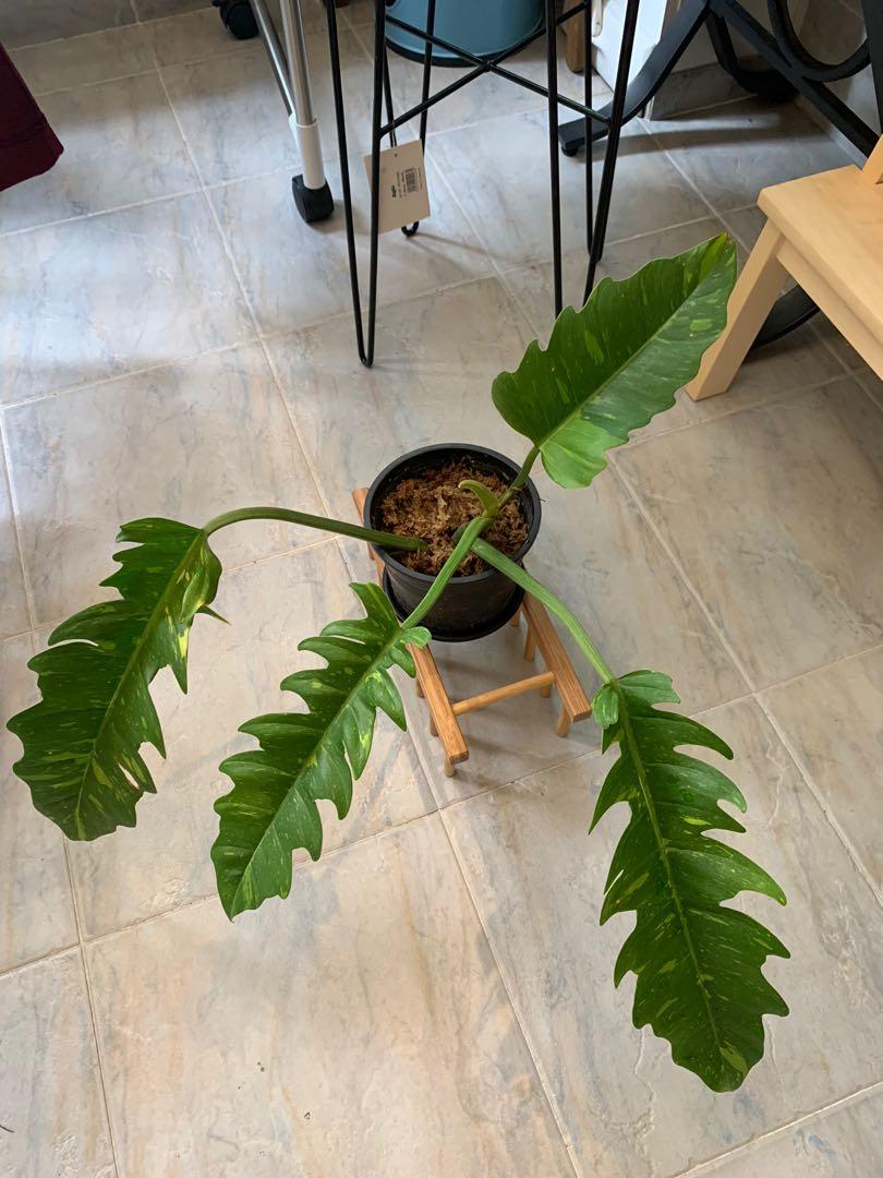 Philodendron Ring Of Fire Cutting Gardening Plants On Carousell