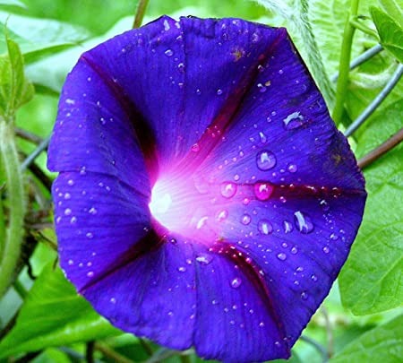 Purple Morning Glory Plant Pokok Bunga Morning Glory Menjalar Home Furniture Gardening On Carousell