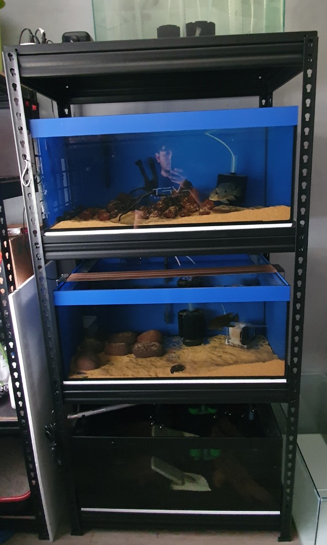 Fish tank breeding rack, Pet Supplies, Homes & Other Pet Accessories on