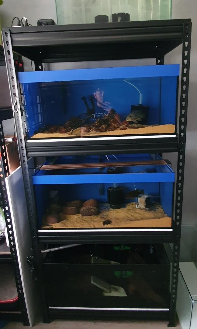 Fish tank breeding rack, Pet Supplies, Homes & Other Pet Accessories on