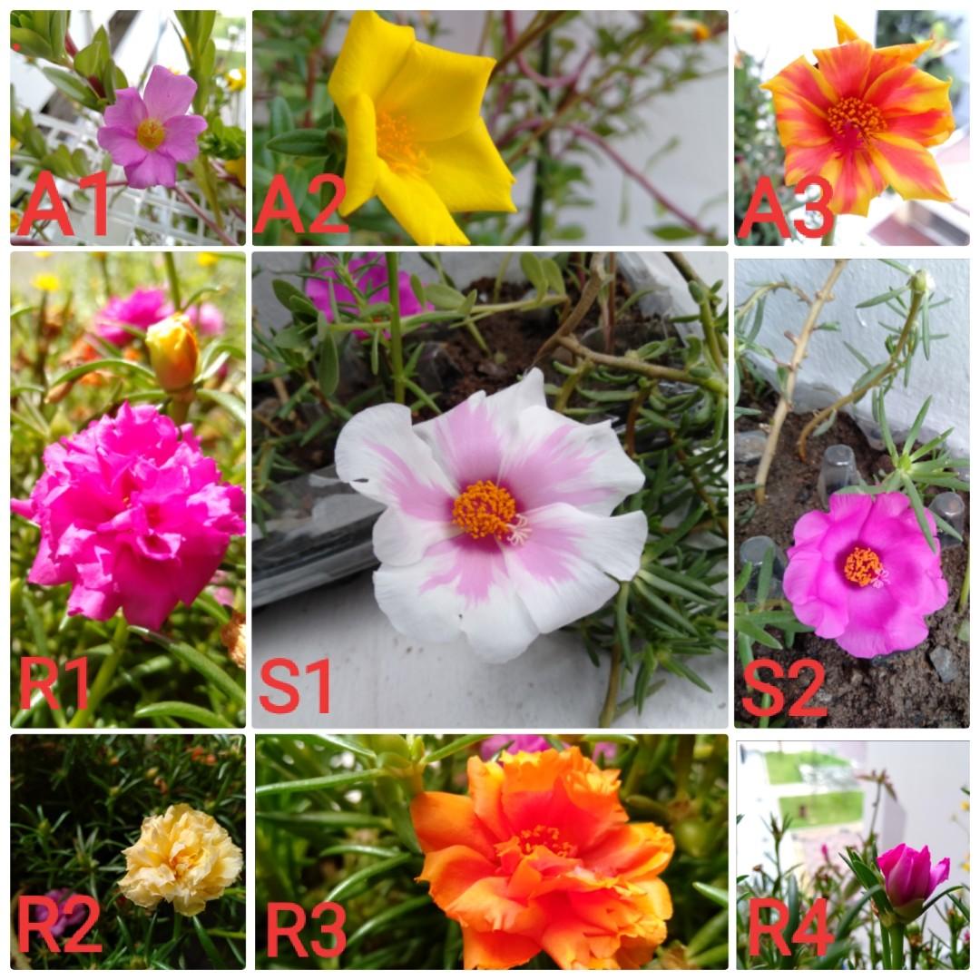 Portulaca Moss Rose Japanese Rose Gardening Plants On Carousell