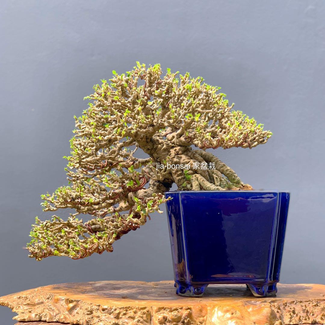 Exhibition Grade Taiwanese Hibiscus Bonsai Gardening Plants On Carousell