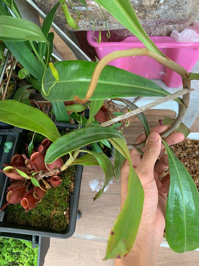 Nepenthes Ampullaria Big Size Gardening Plants On Carousell Anthurium vitarifolium free phytosanitary certificate. nepenthes ampullaria big size