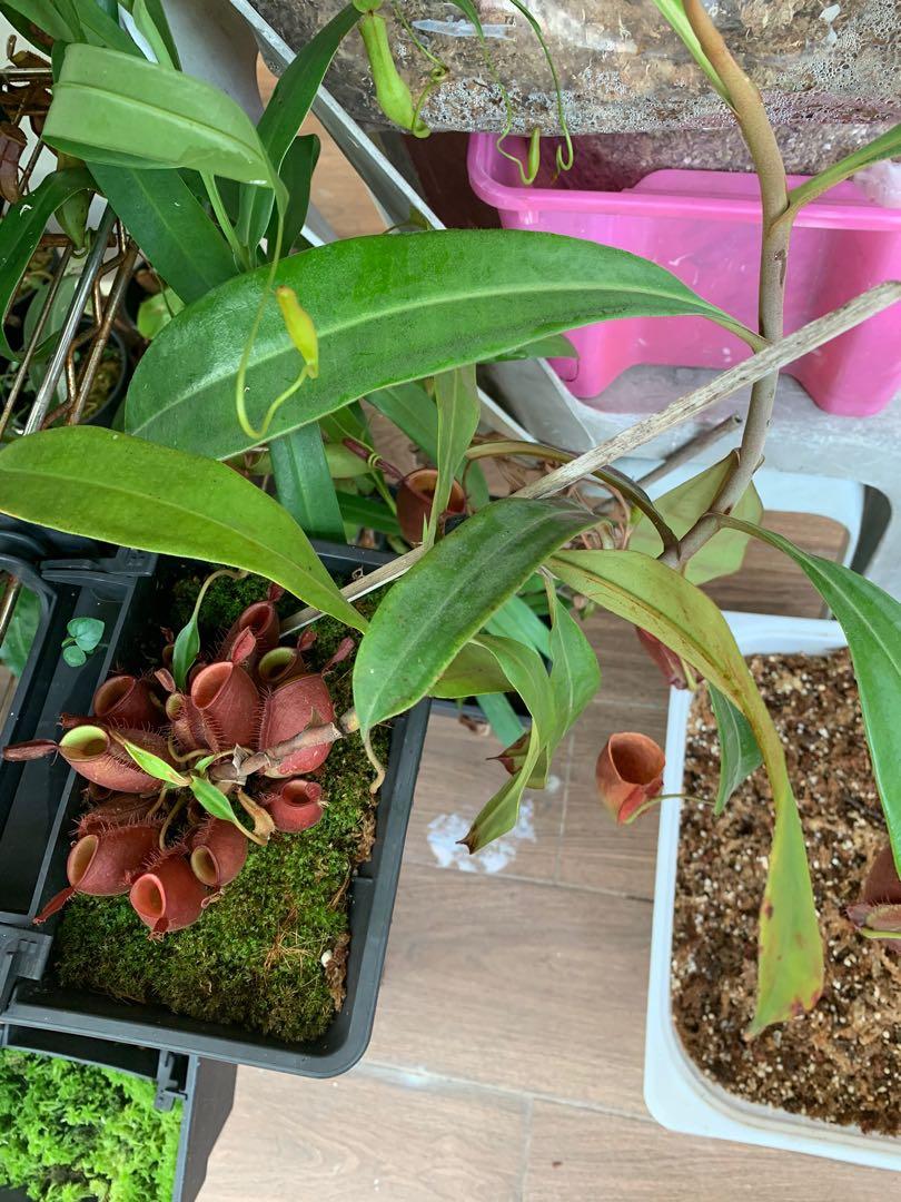 Nepenthes Ampullaria Big Size Gardening Plants On Carousell Anthurium vitarifolium + philodendron mexicanum + philodendron verrucosum. nepenthes ampullaria big size