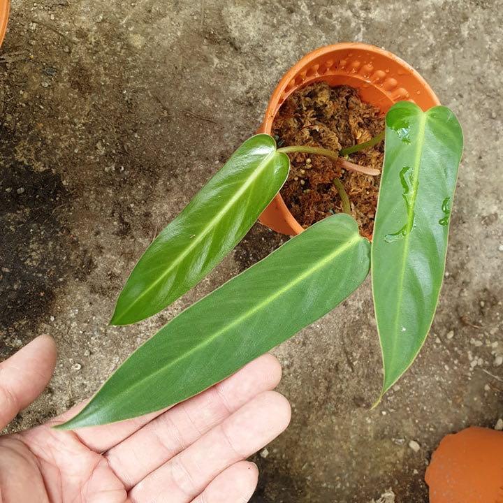 Philodendron Bernardopazii Furniture Home Living Gardening Plants Seeds On Carousell