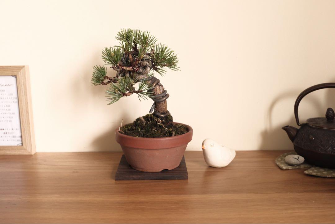 五葉松五針松日本盆栽迷你盆景辦公室植物, 傢俬＆家居, 園藝, 植物及種子- Carousell