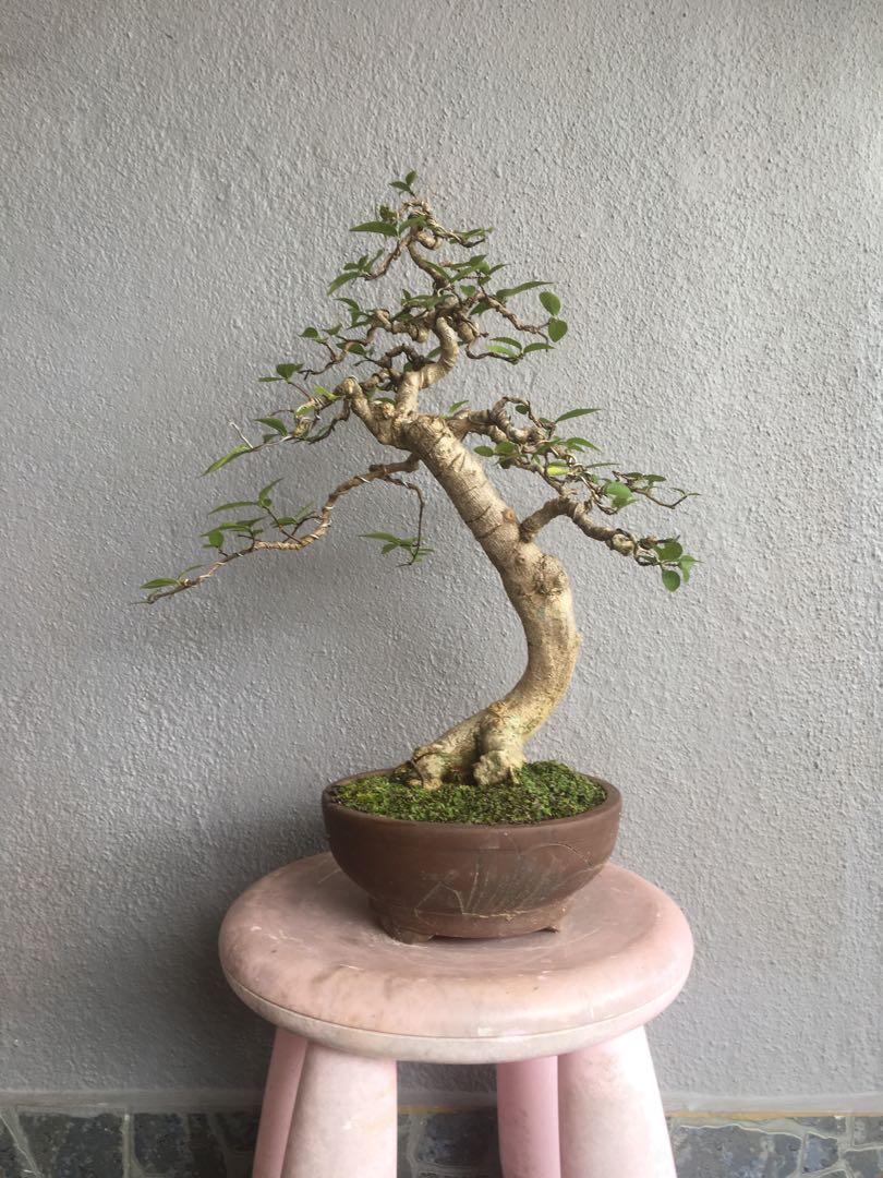 Bonsai Tree Shui Mei Home Furniture Gardening On Carousell